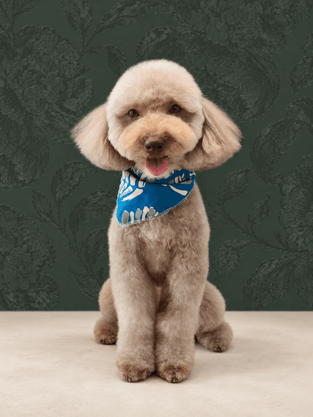 Brownie, parte de la familia de Alexandra y Randall